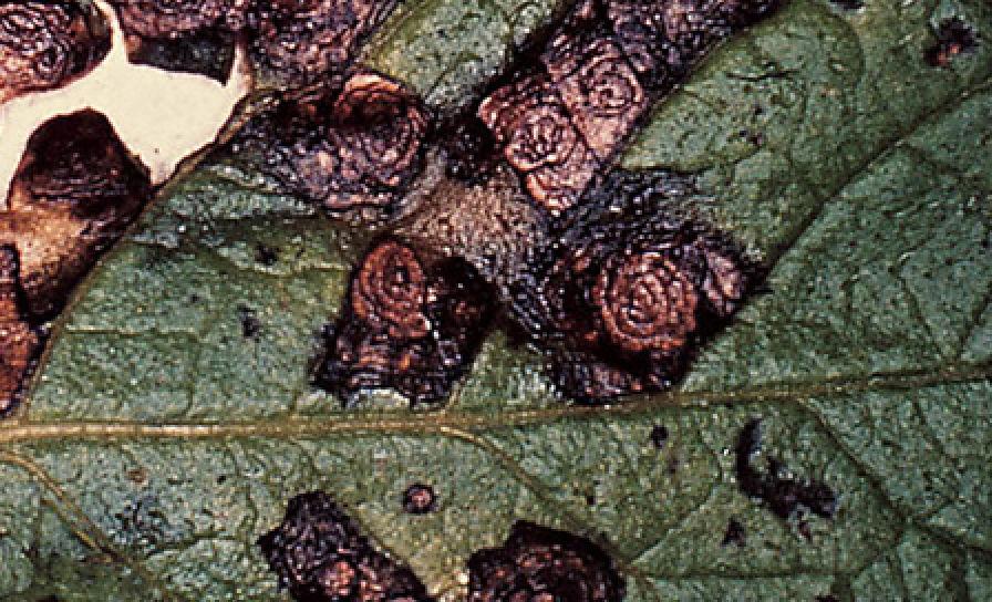 Alternarioza ziemniaka