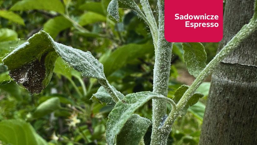 Sadownicze Espresso #News 