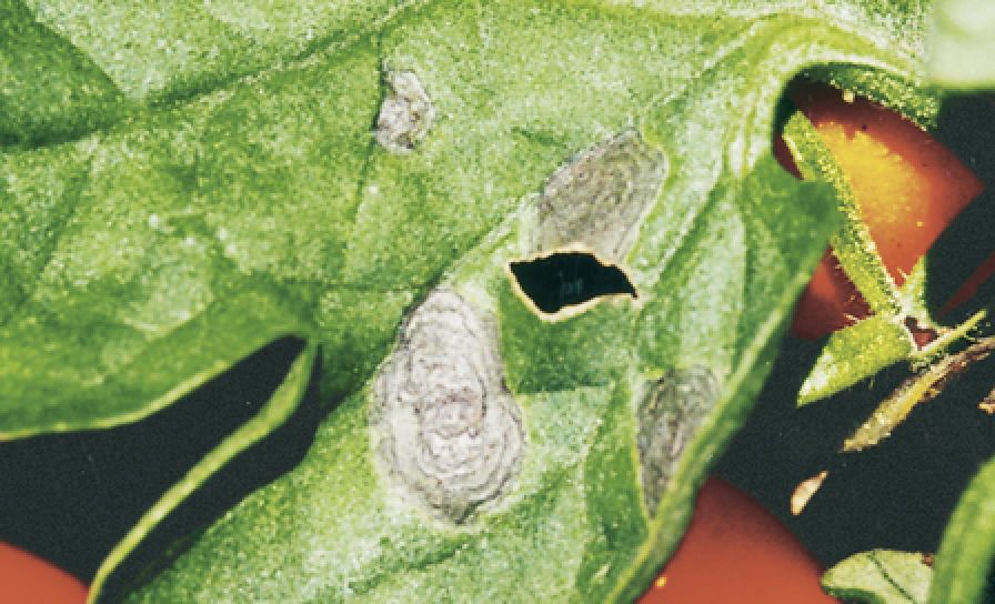 Alternarioza pomidora