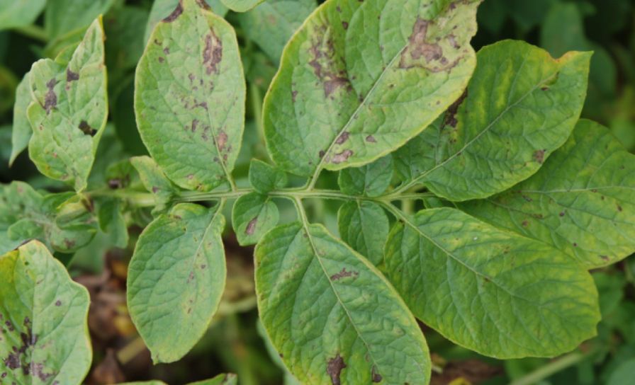 Alternariozę ziemniaka w drugiej połowie wegetacji zwalczy Propulse 250 SE