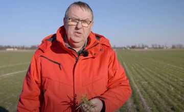 Bacara Trio zatrzymała chwasty w zbożach