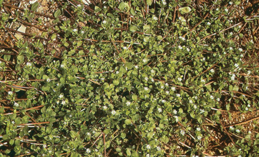 Gwiazdnica Pospolita