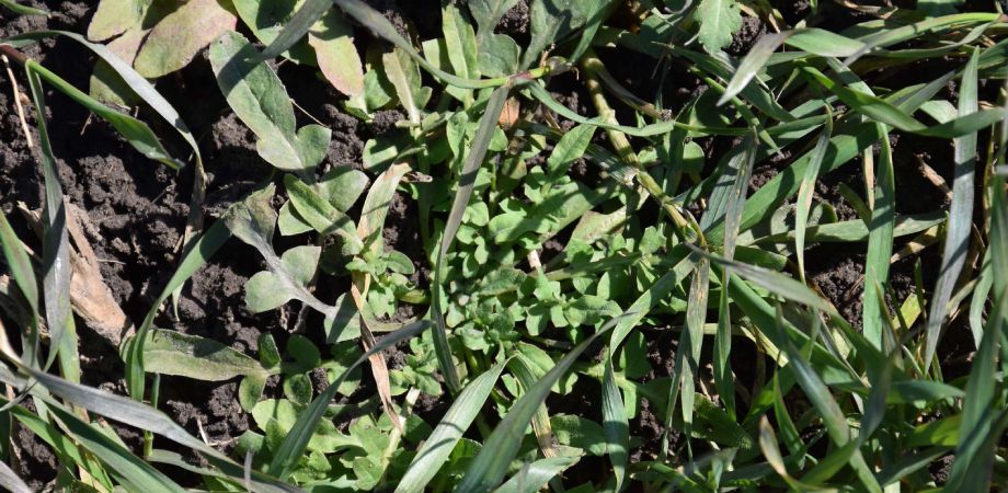 Huzar wyrusza na bój z chwastami zbóż