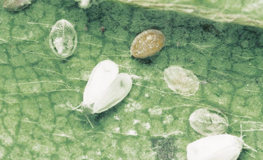 Mączlik szklarniowy