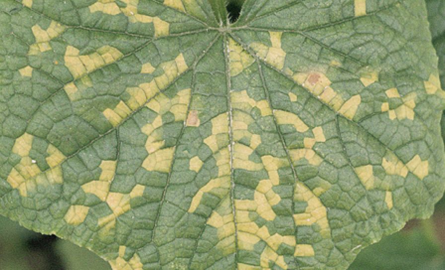 Mączniak rzekomy dyniowatych