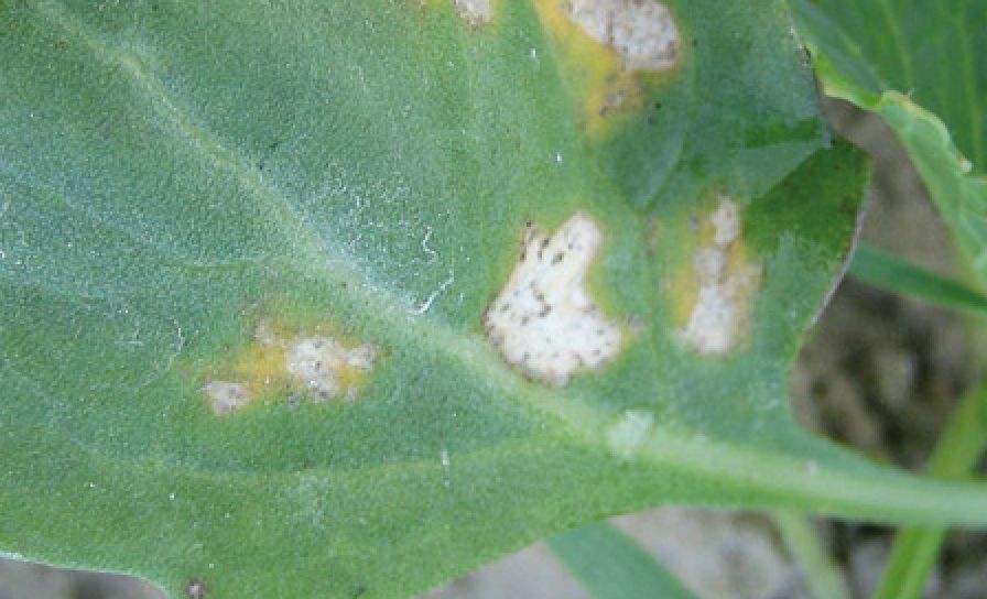 Mączniak rzekomy rzepaku