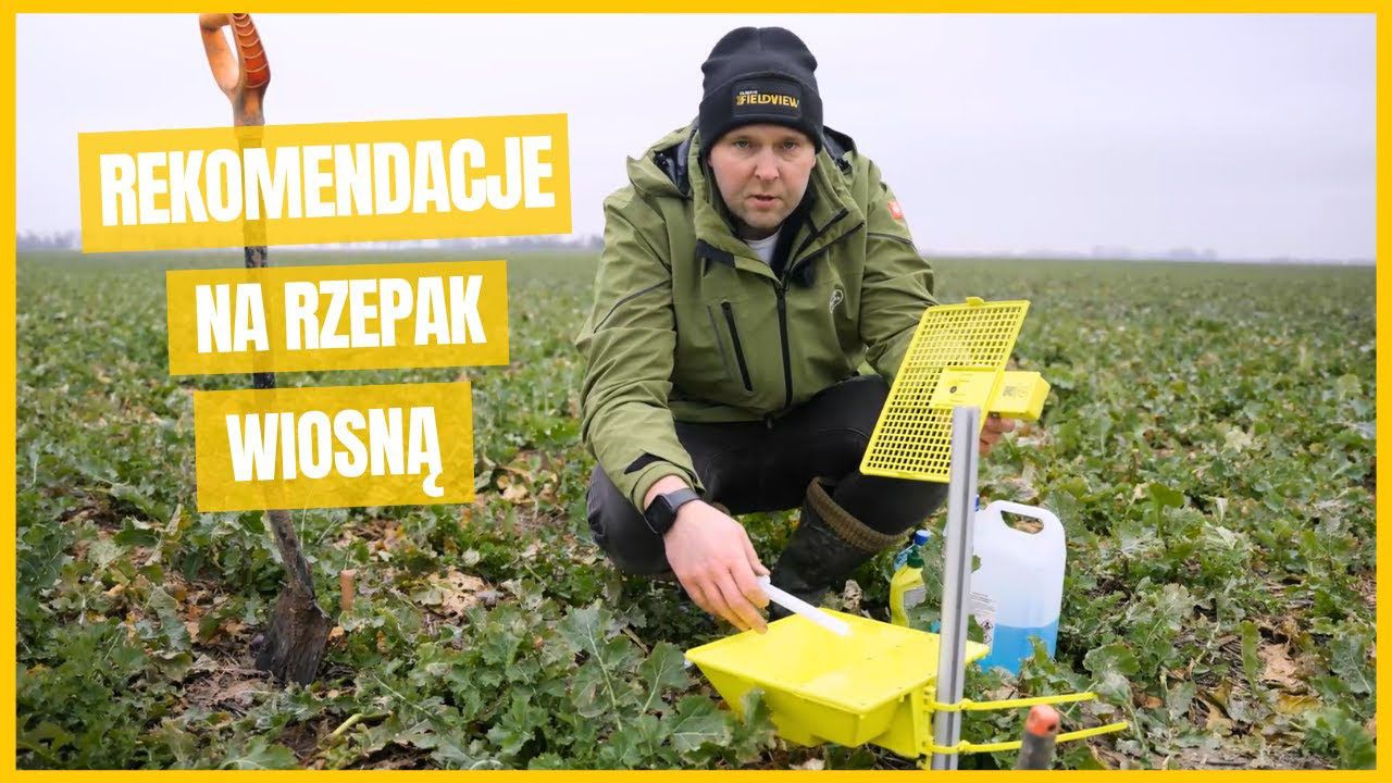 Mój plan prowadzenia rzepaku wiosną