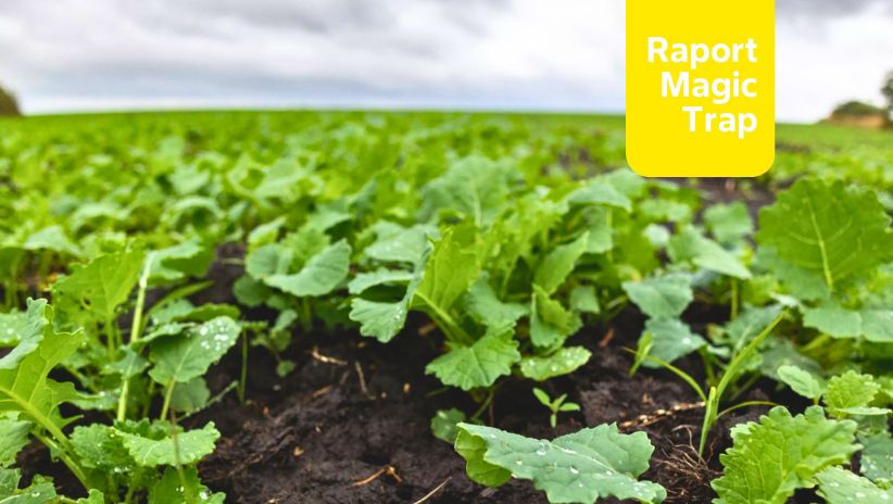 Raport występowania szkodników rzepaku- pierwszy tydzień marca