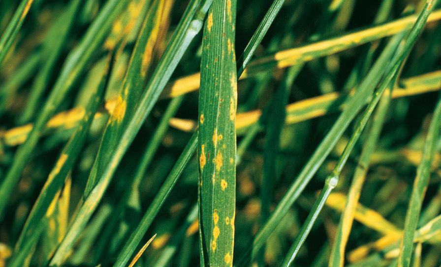 Na T1 Delaro Forte a potem na T2 Cayunis