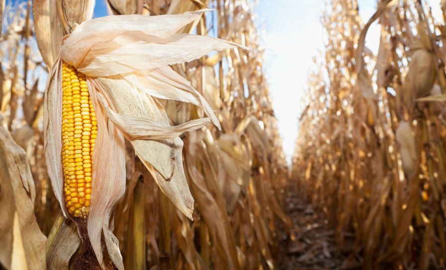 Odmiana kukurydzy DKC3888 – wysokie plonowanie na ziarno bez względu na warunki
