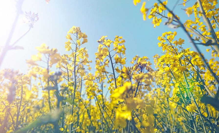 Na co zwrócić uwagę wybierając odmianę rzepaku