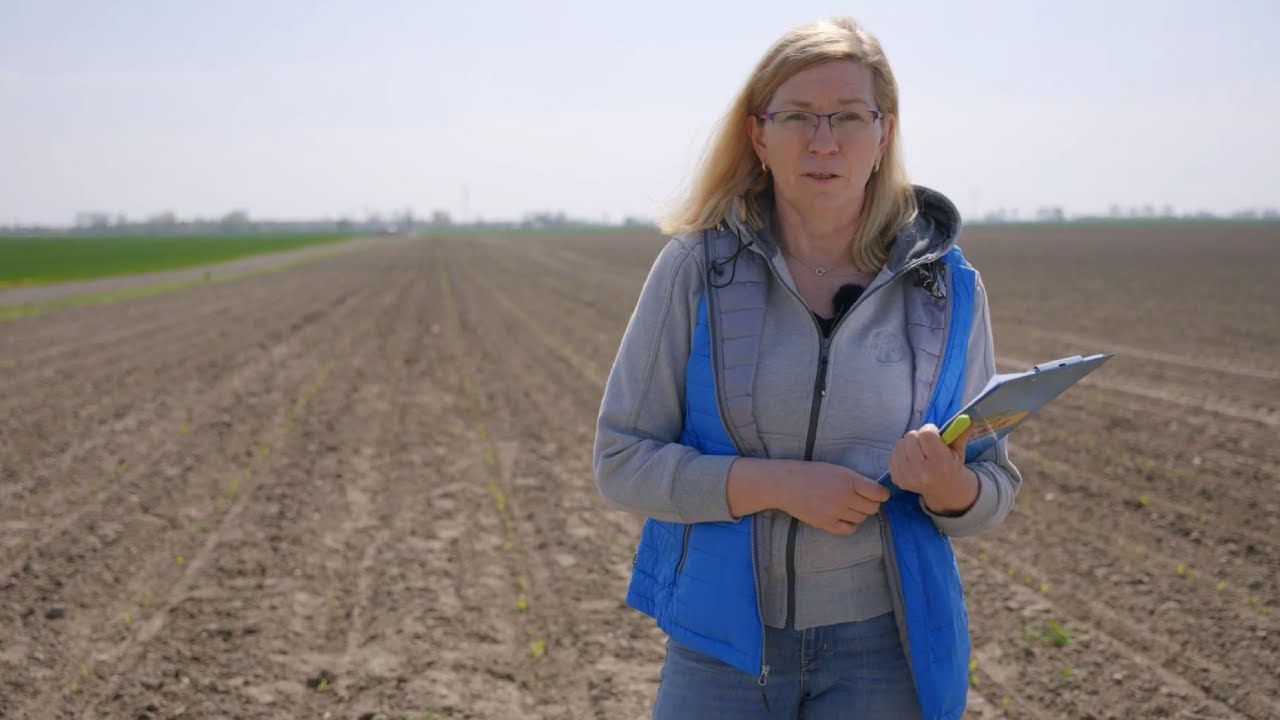 Po wschodach kukurydzy pryskaj nowym Capreno