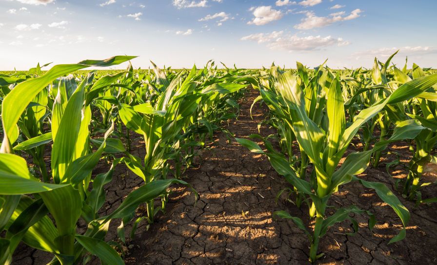Zabezpieczenie materiału siewnego kukurydzy