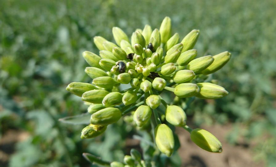 Sivanto Energy panuje nad szkodnikami rzepaku