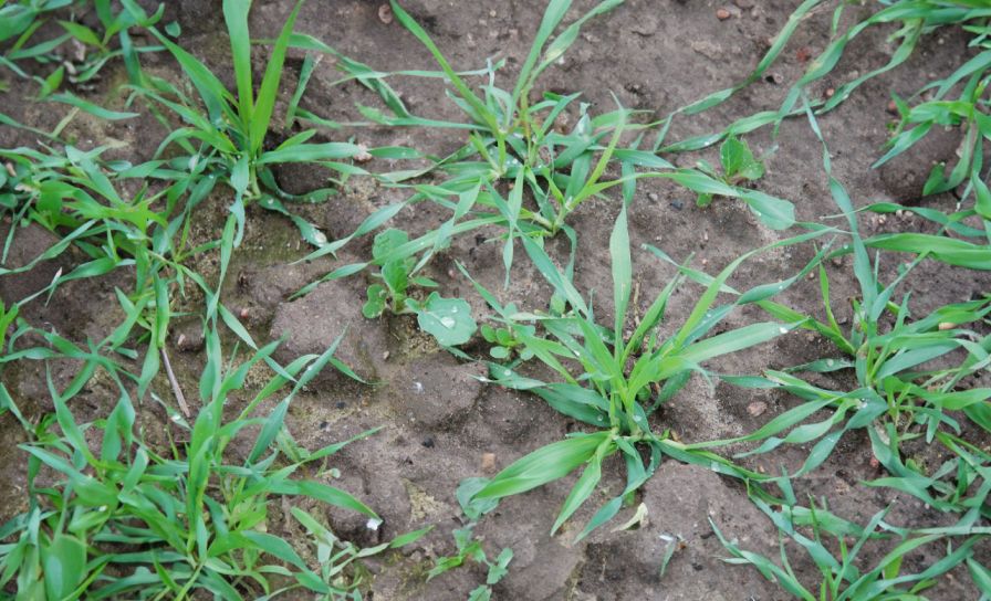 Niezawodny Expert Met na chwasty w zbożach ozimych jesienią