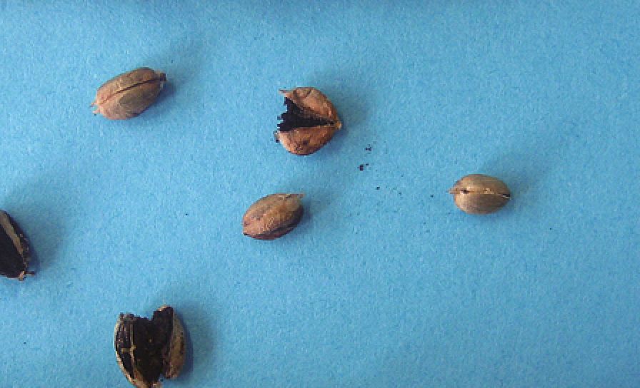 Śnieć cuchnąca pszenicy