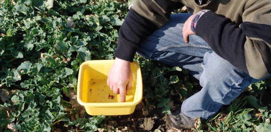 Sivanto Energy panuje nad szkodnikami rzepaku