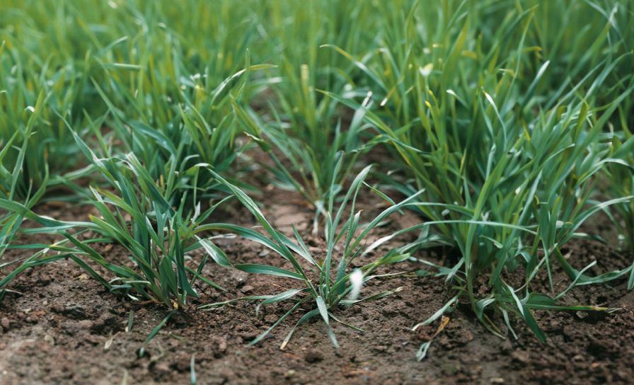 Zboża ozime pod presją chwastów i suszy