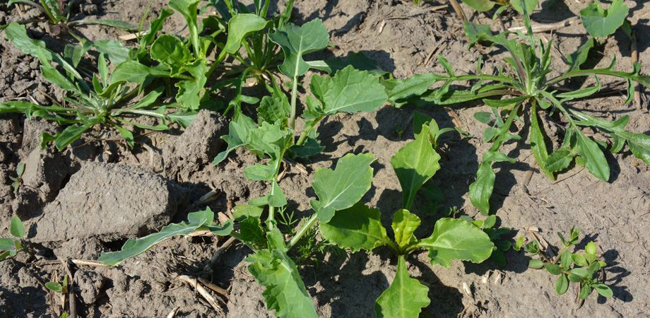 Roundup 360 Plus pomocny w zwalczaniu chwastów po zasiewie buraka