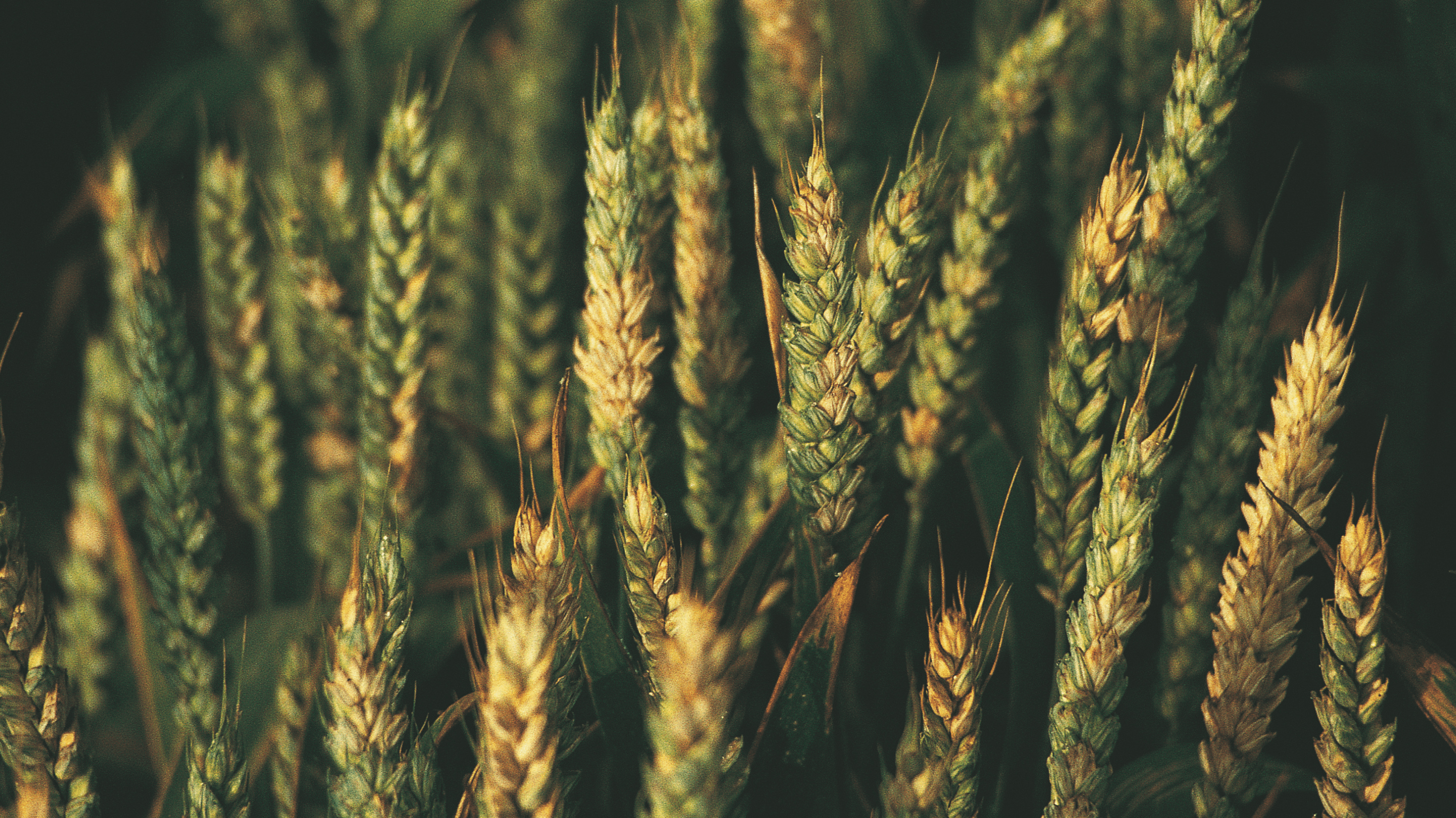 Zdjęcie artykułu: Wzorcowa ochrona i obfite plony z Ascra® Xpro. Przedstawia fuzariozę kłosów pszenicy.