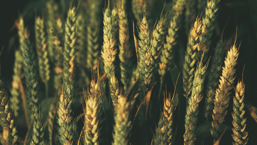 Wzorcowa ochrona i obfite plony z Ascra® Xpro